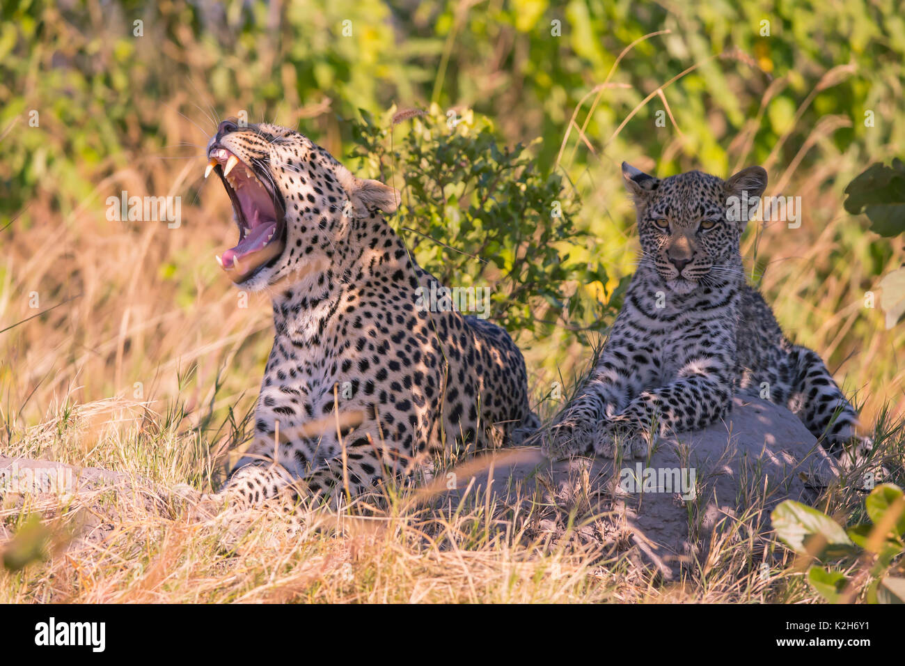 Leopard (Panthera pardus), femmina, sbadigli, con i suoi sette mesi di età cub Foto Stock