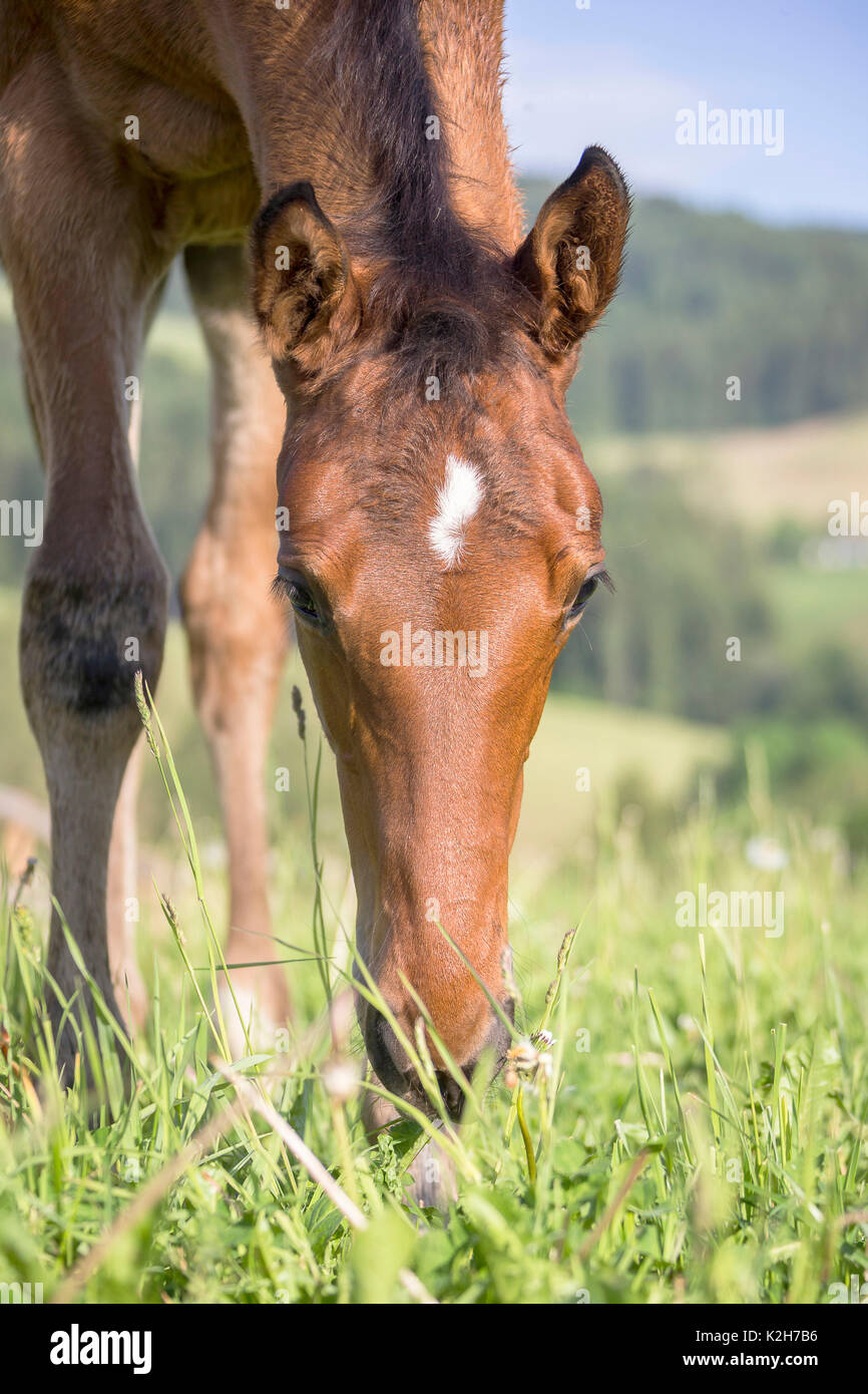 Trakehner. Bay fiily-sniffing di puledro a erba. Austria Foto Stock