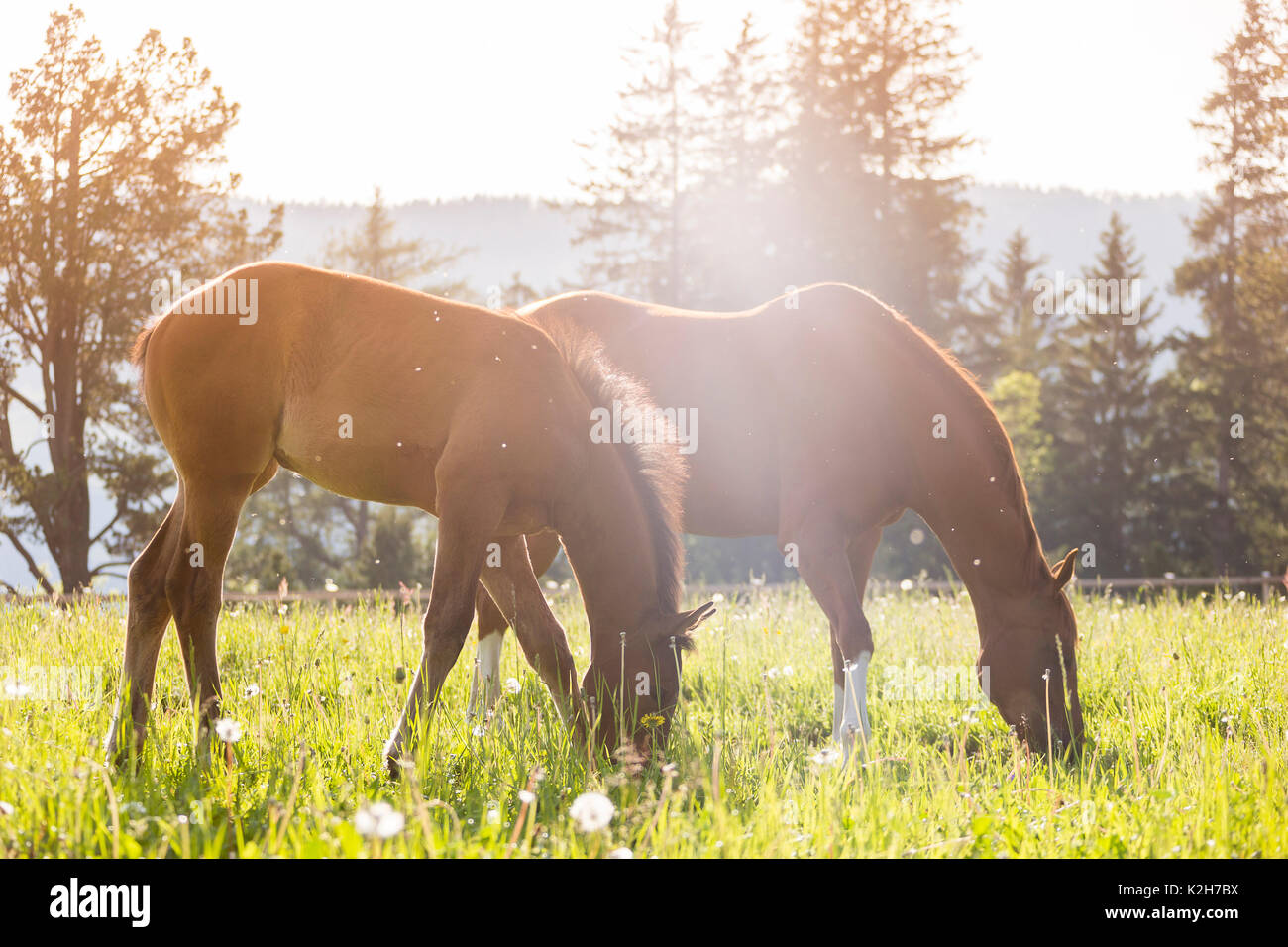 Trakehner. Chestnut mare con puledro su un pascolo, il pascolo. Austria Foto Stock