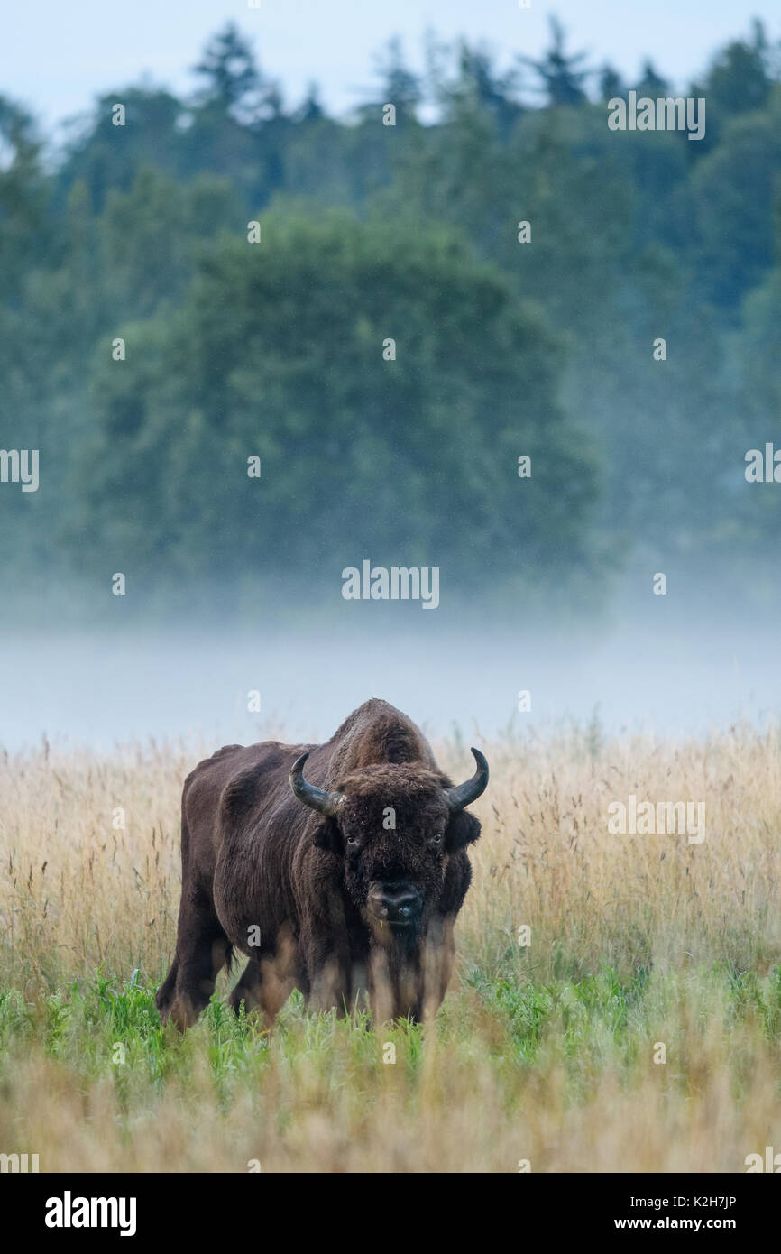 Il bisonte europeo (Bison bonasus) su un inizio di mattina d'estate in Bialowieza National Park, Polonia. Luglio, 2017. Foto Stock