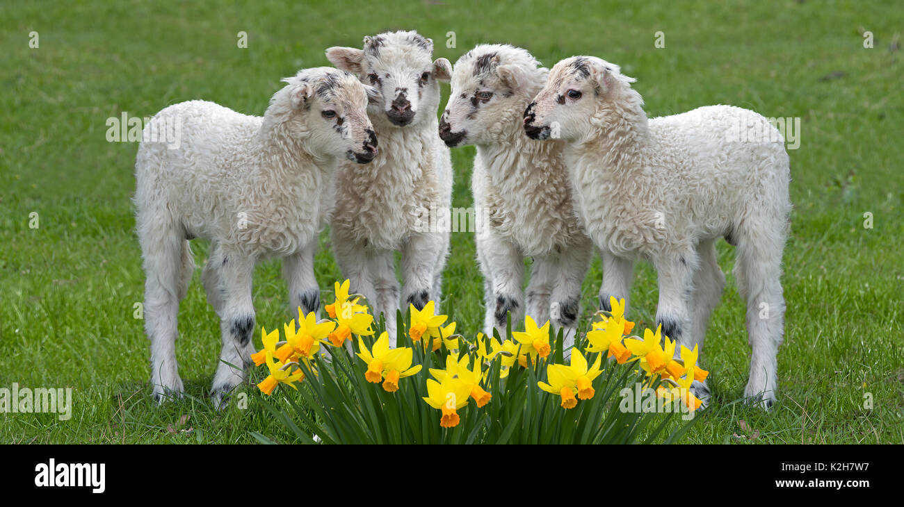 Gli animali domestici delle specie ovina, Valachian pecore, nativo walachian pecore (Ovis orientalis aries, Ovis ammon aries), 4 agnelli in piedi su un prato dietro blooming dafffodils. Foto Stock