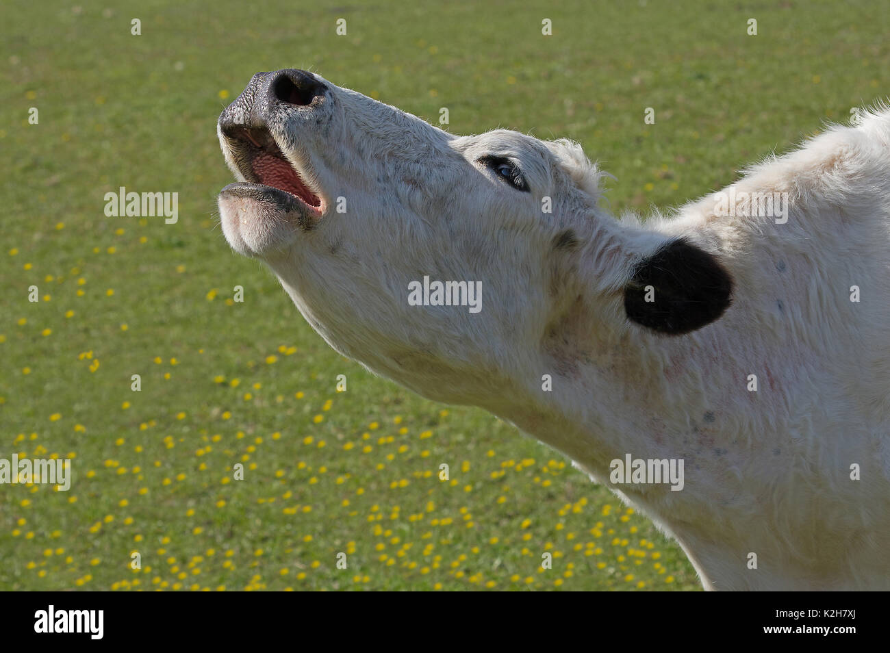 Bovini domestici, Bianco Park Bovini (Bos primigenius taurus) , mucca mooing, ritratto. Foto Stock