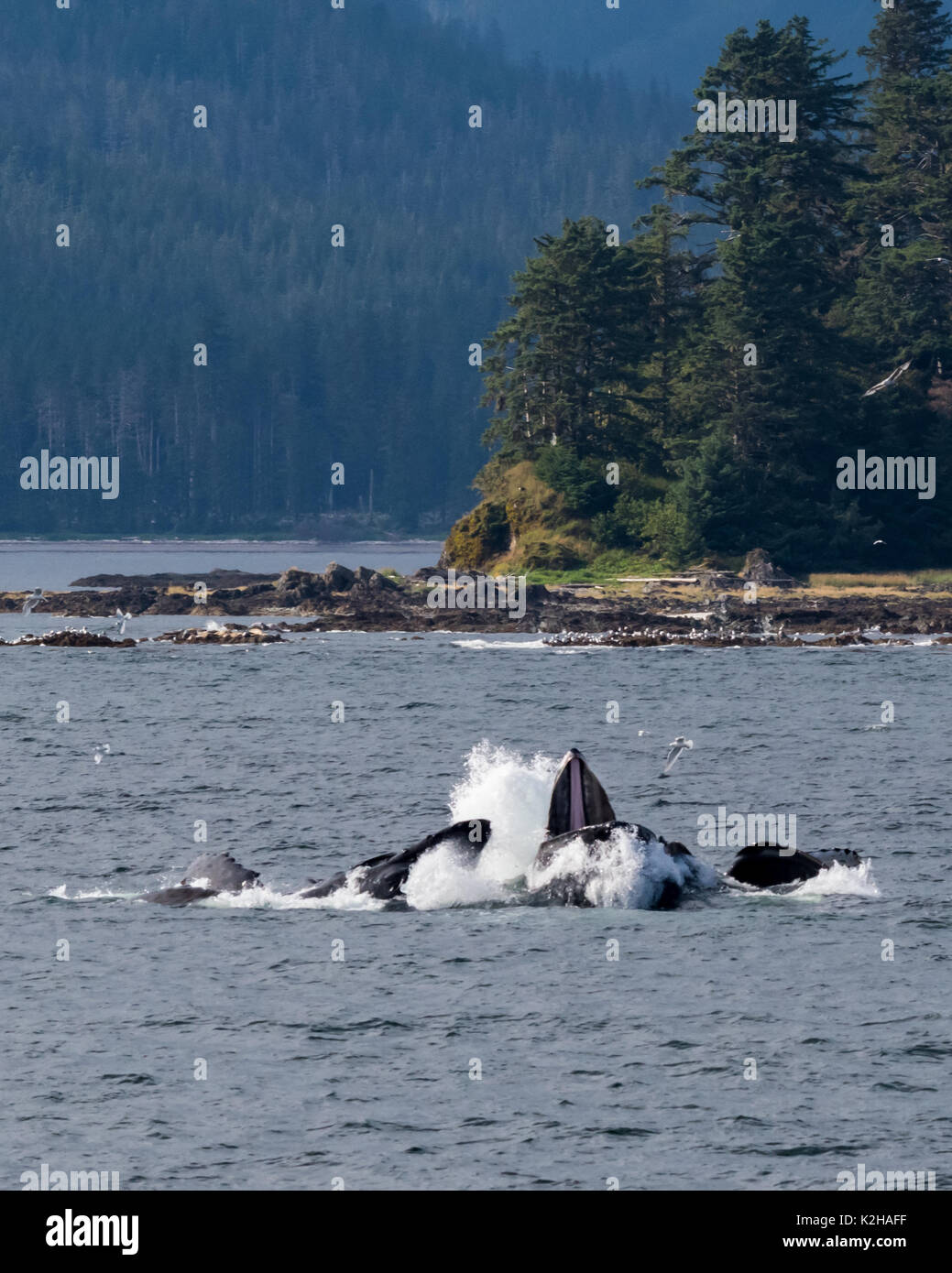 Gruppo di balene Humpback (Megaptera novaeangliae) bolla alimentazione rete nel sud-est dell Alaska passaggio interno. Foto Stock