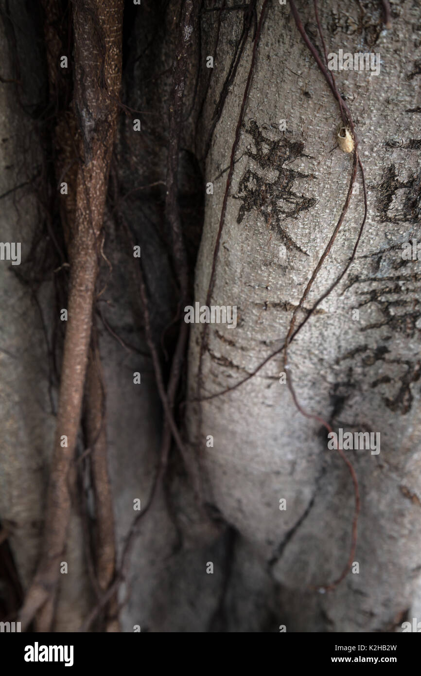 Scrittura cinese inciso su un banyan tree, il distretto centrale di Hong Kong Foto Stock