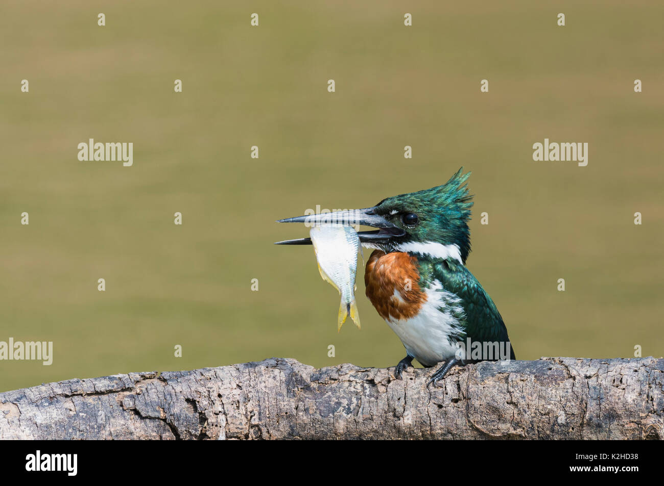 Green Kingfisher (Chloroceryle Americana) su un ramo con un pesce nel becco, Pantanal, Mato Grosso, Brasile Foto Stock
