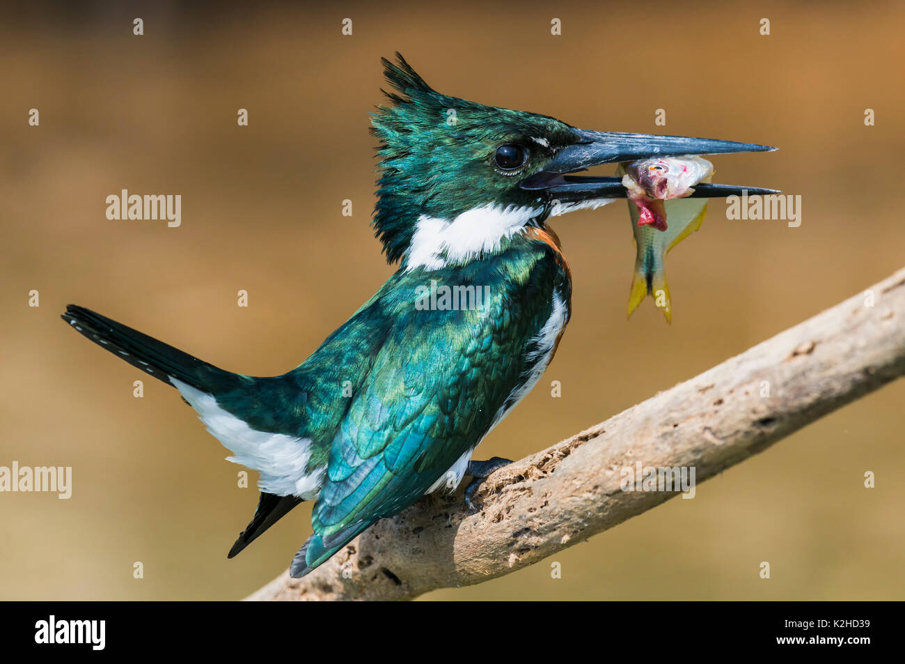Green Kingfisher (Chloroceryle Americana) su un ramo con un pesce nel becco, Pantanal, Mato Grosso, Brasile Foto Stock