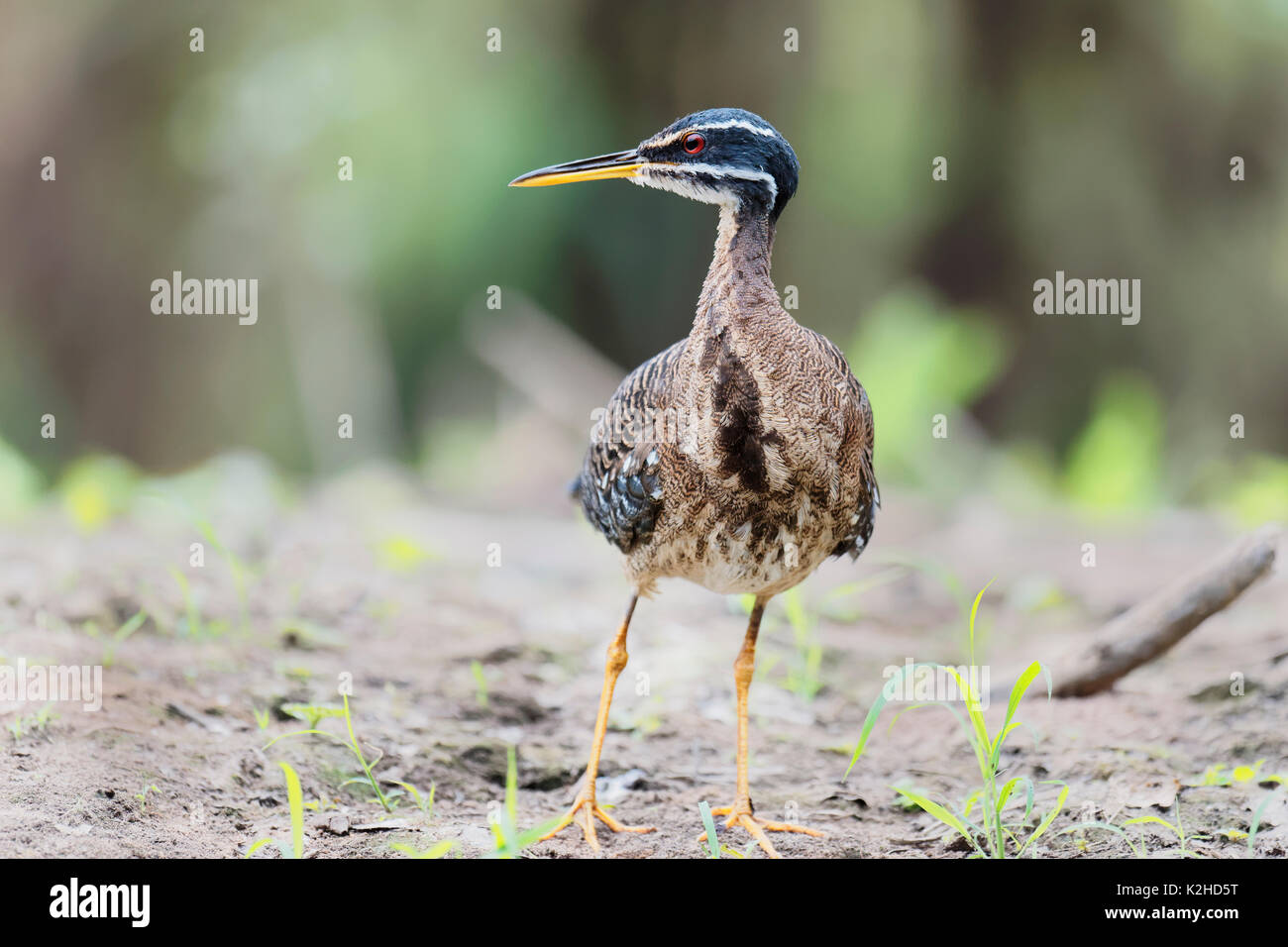 Sunbittern (eurypyga helias) in mangrove, Pantanal, Mato Grosso, brasile Foto Stock