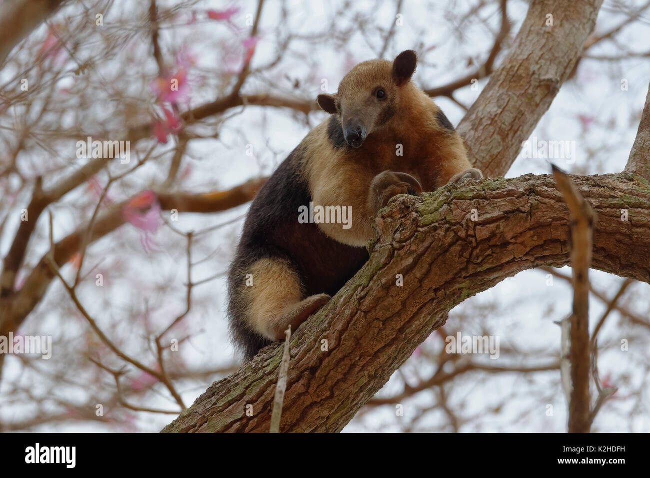 Southern Tamandua o anteater a collare o minore anteater (Tamandua tetradactyla) salendo su un albero, Pantanal, Mato Grosso, Brasile Foto Stock