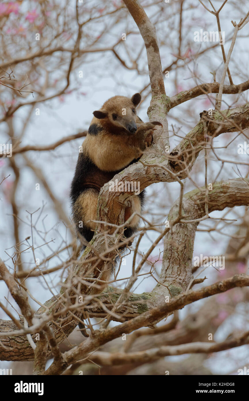 Southern Tamandua o anteater a collare o minore anteater (Tamandua tetradactyla) salendo su un albero, Pantanal, Mato Grosso, Brasile Foto Stock