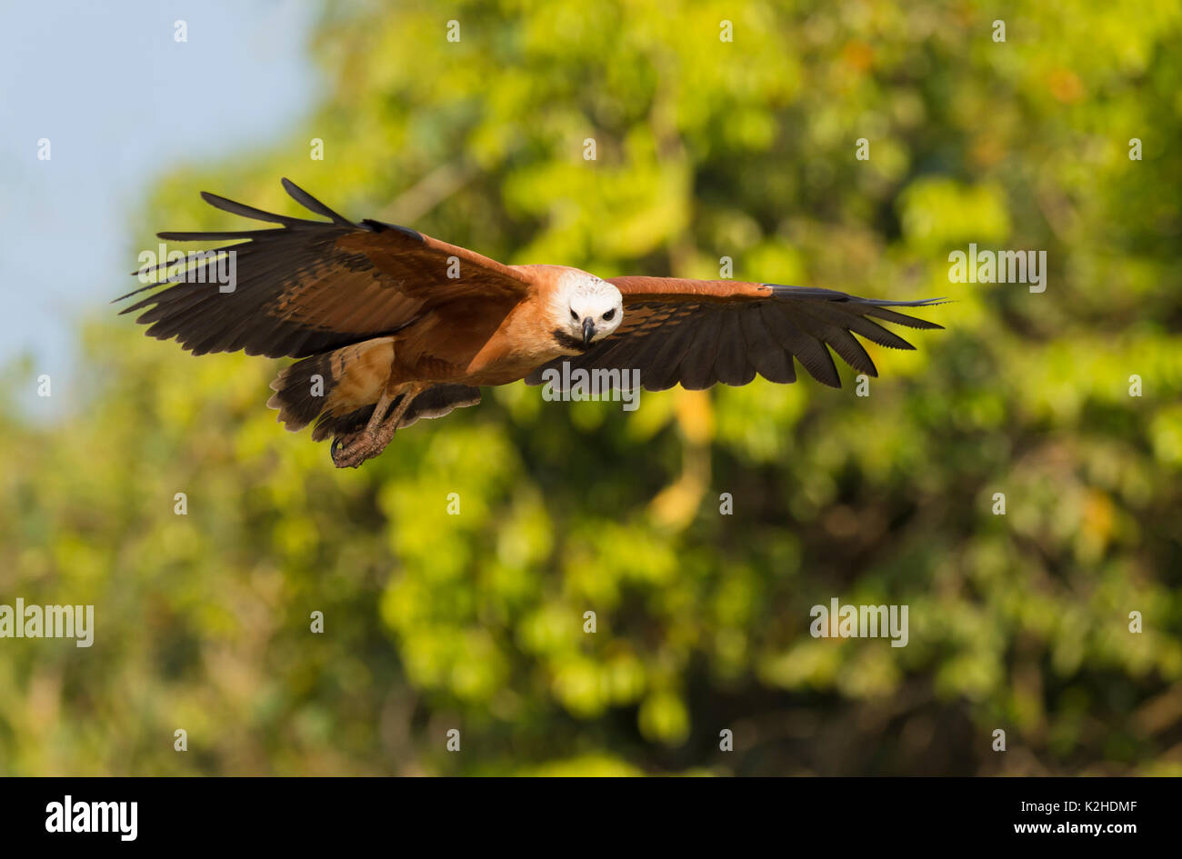 Black Hawk a collare (Busarellus nigricollis) in volo, Pantanal, Mato Grosso, Brasile Foto Stock