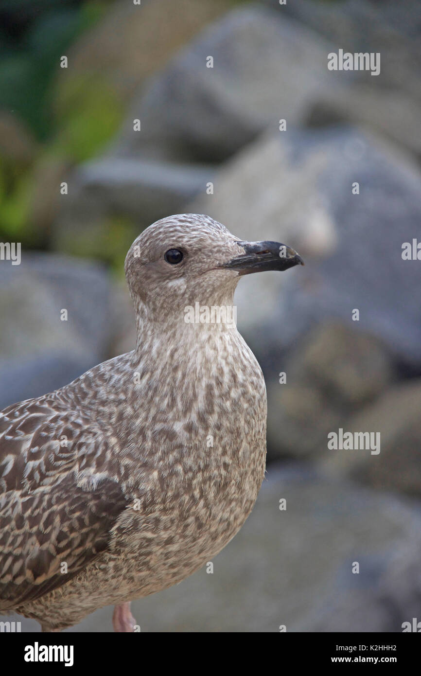 Un bambino seagull in cerca di cibo Foto Stock