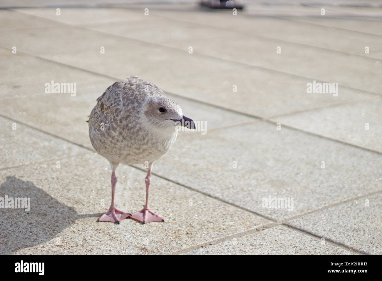 Un bambino seagull in cerca di cibo Foto Stock