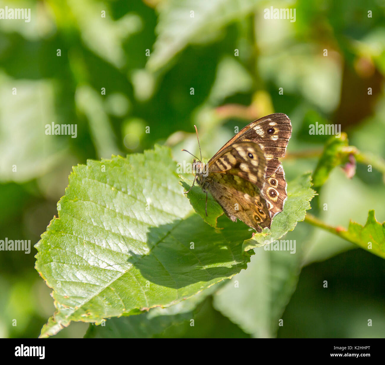 Colpo all'aperto di un legno maculato butterfly appoggiata su una foglia verde in un ambiente soleggiato Foto Stock