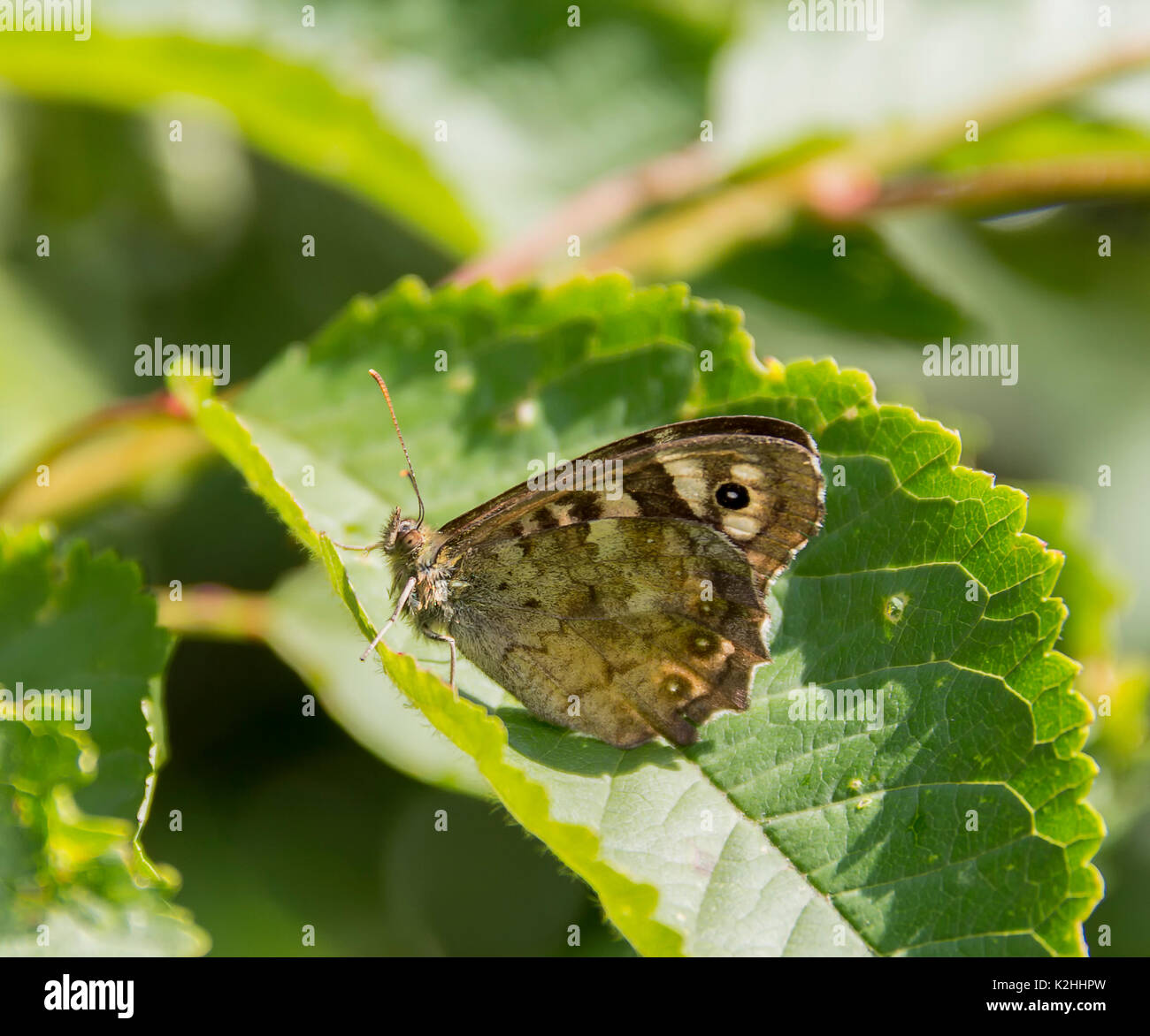 Colpo all'aperto di un legno maculato butterfly appoggiata su una foglia verde in un ambiente soleggiato Foto Stock