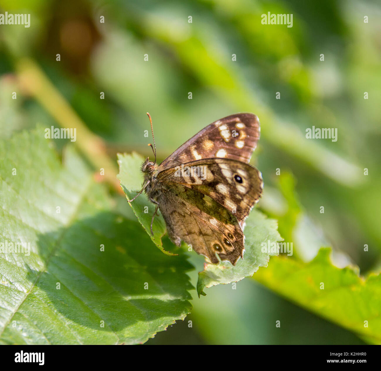 Colpo all'aperto di un legno maculato butterfly appoggiata su una foglia verde in un ambiente soleggiato Foto Stock