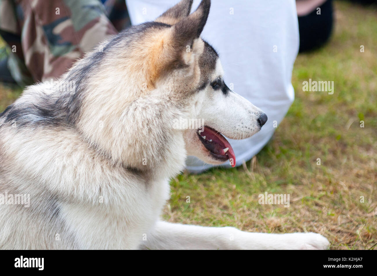 International dog show. Alaskan Malamute. Foto Stock