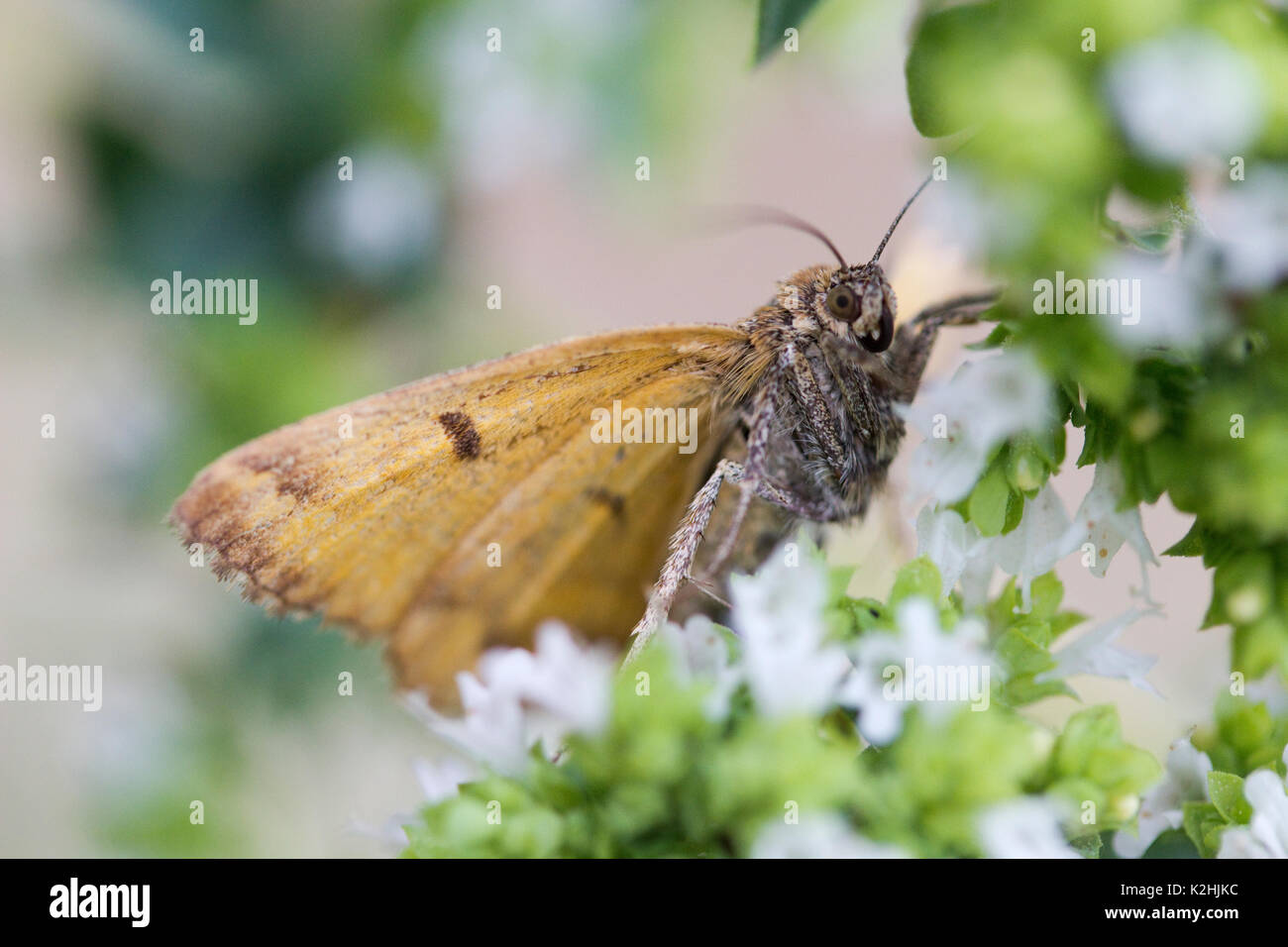 Primo piano immagine di un compagno Burnett Tarma (Euclidia glyphica) Foto Stock