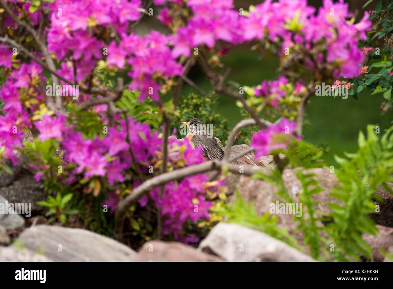 AMERICAN ROBIN incorniciato da arbusto AZALEA Foto Stock