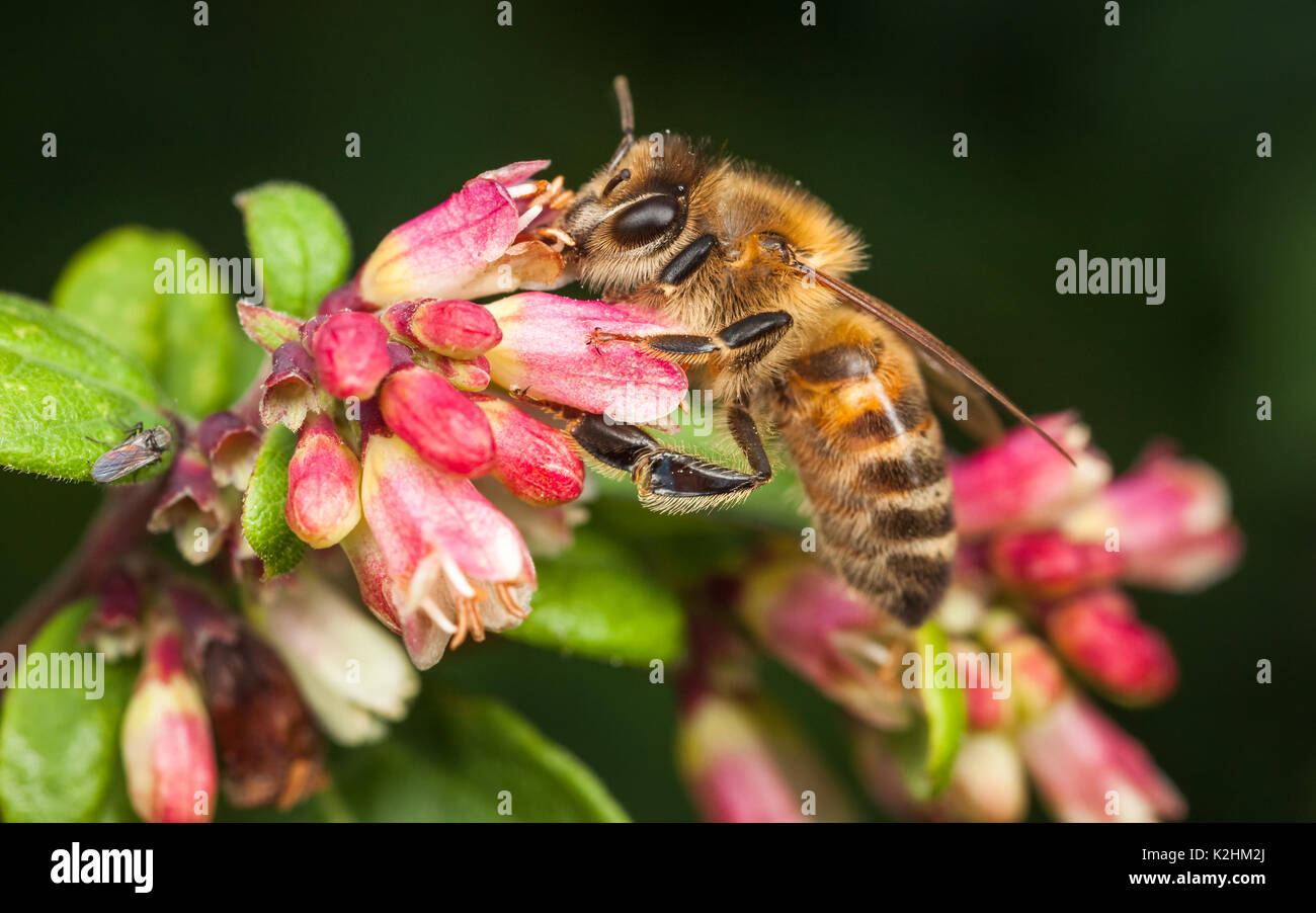 Western Honeybee, Apis mellifera Foto Stock