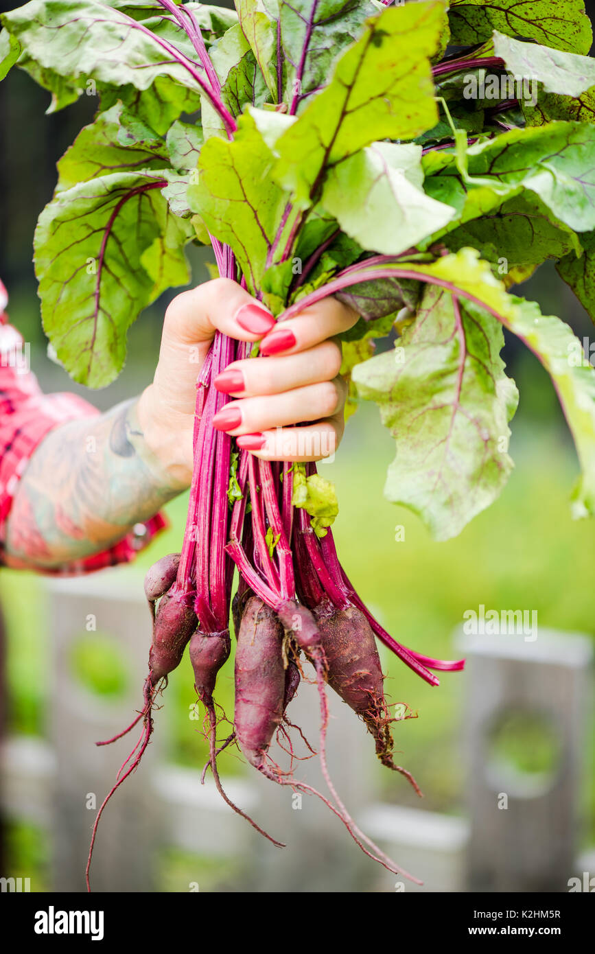 Tatuato millennial donna holding barbabietola in giardino. Foto Stock