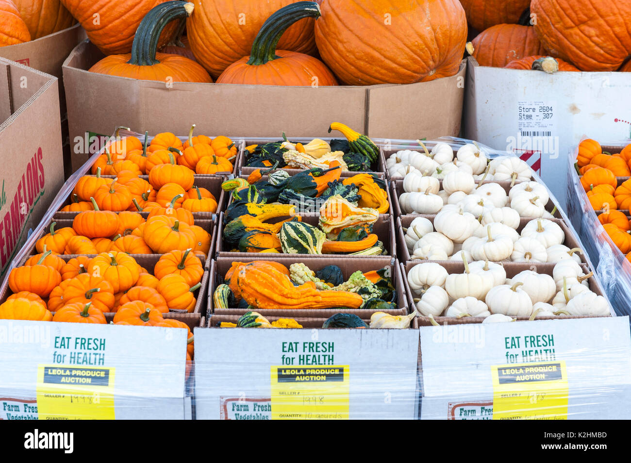 In prossimità di piccole colorate zucche e zucche a LEOLA PRODURRE MERCATO, LANCASTER PENNSYLVANIA Foto Stock