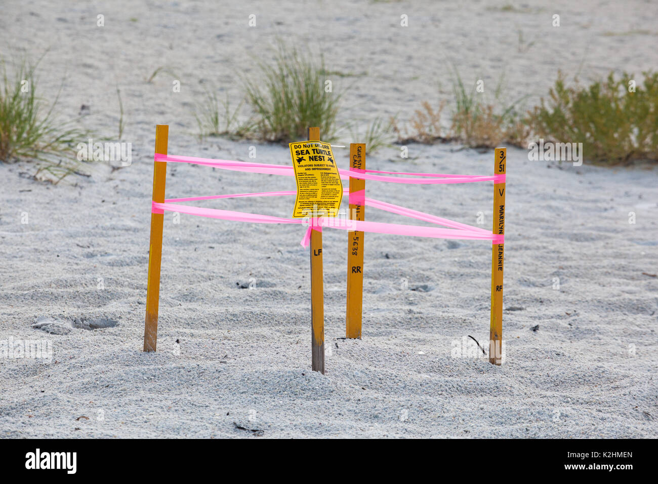 Anna Maria Island Turtle Nest Foto Stock