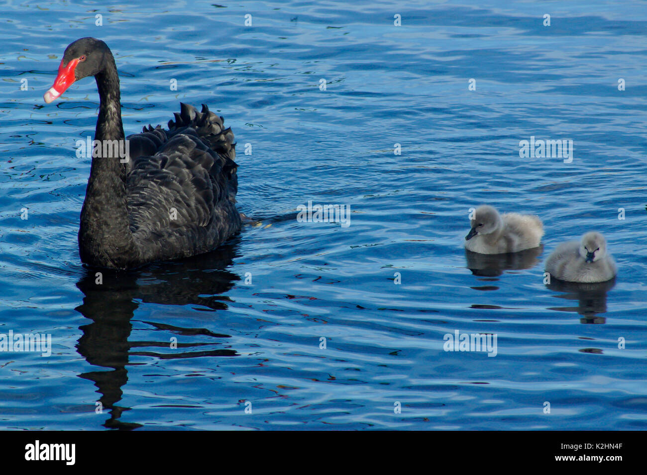 Un cigno nero con la sua cygnets Foto Stock