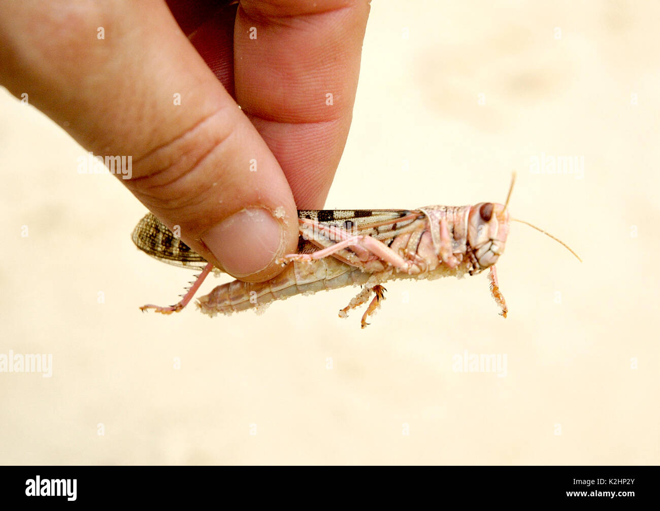 Una cavalletta (Schistocerca gregaria) responsabili per la locusta piaghe. Nouakchott, Mauritania Foto Stock