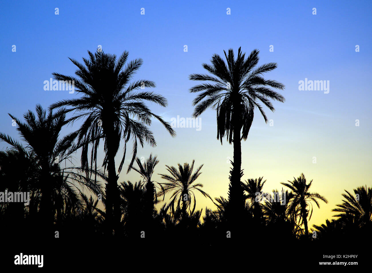 Alberi di palma in oasi di Ouadane in serata. Un portoghese trading post è stato stabilito qui nel 1487, ma è stata ben presto abbandonata. La Mauritania Foto Stock