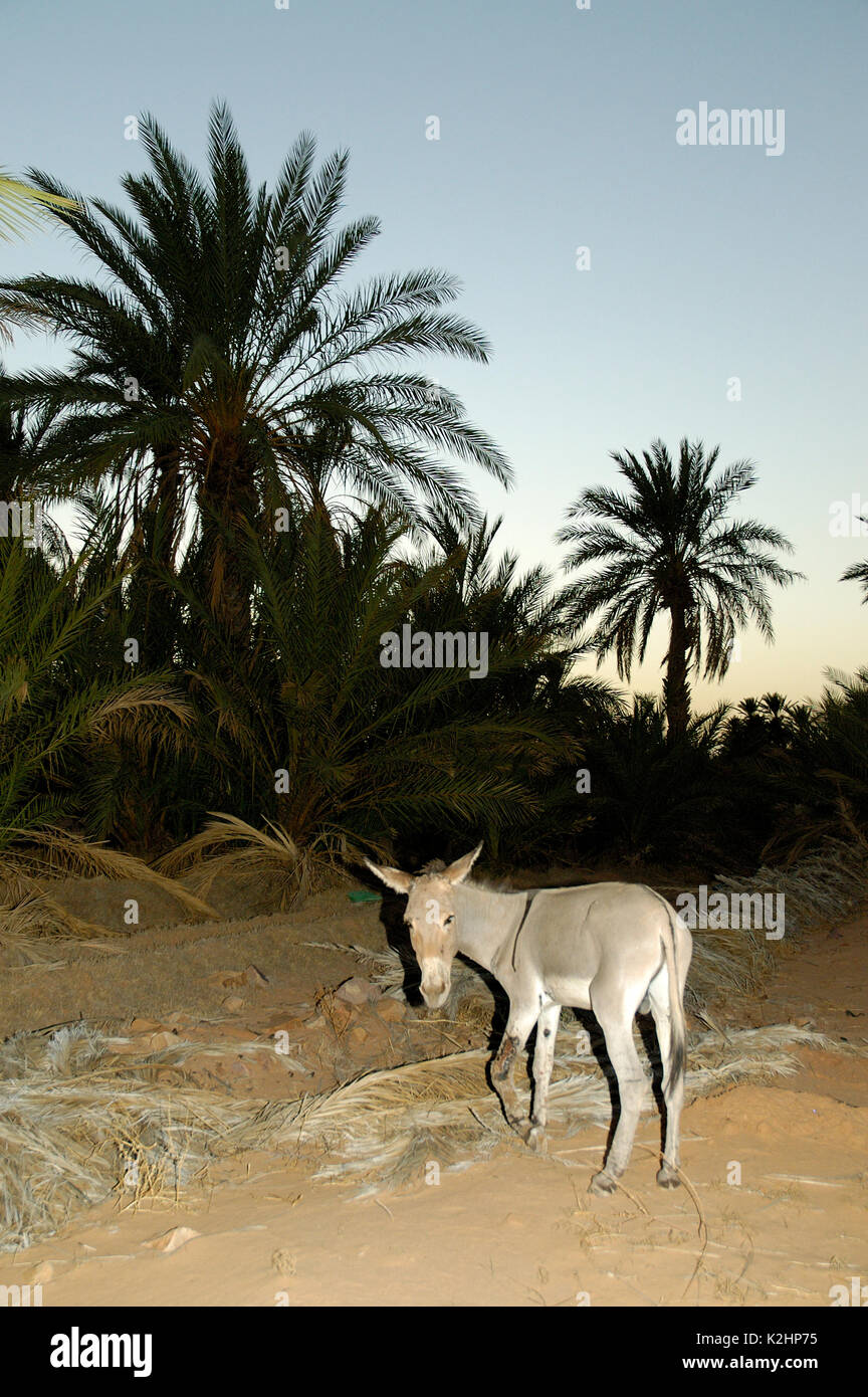 Alberi di palma in oasi di Ouadane in serata. Un portoghese trading post è stato stabilito qui nel 1487, ma è stata ben presto abbandonata. La Mauritania Foto Stock