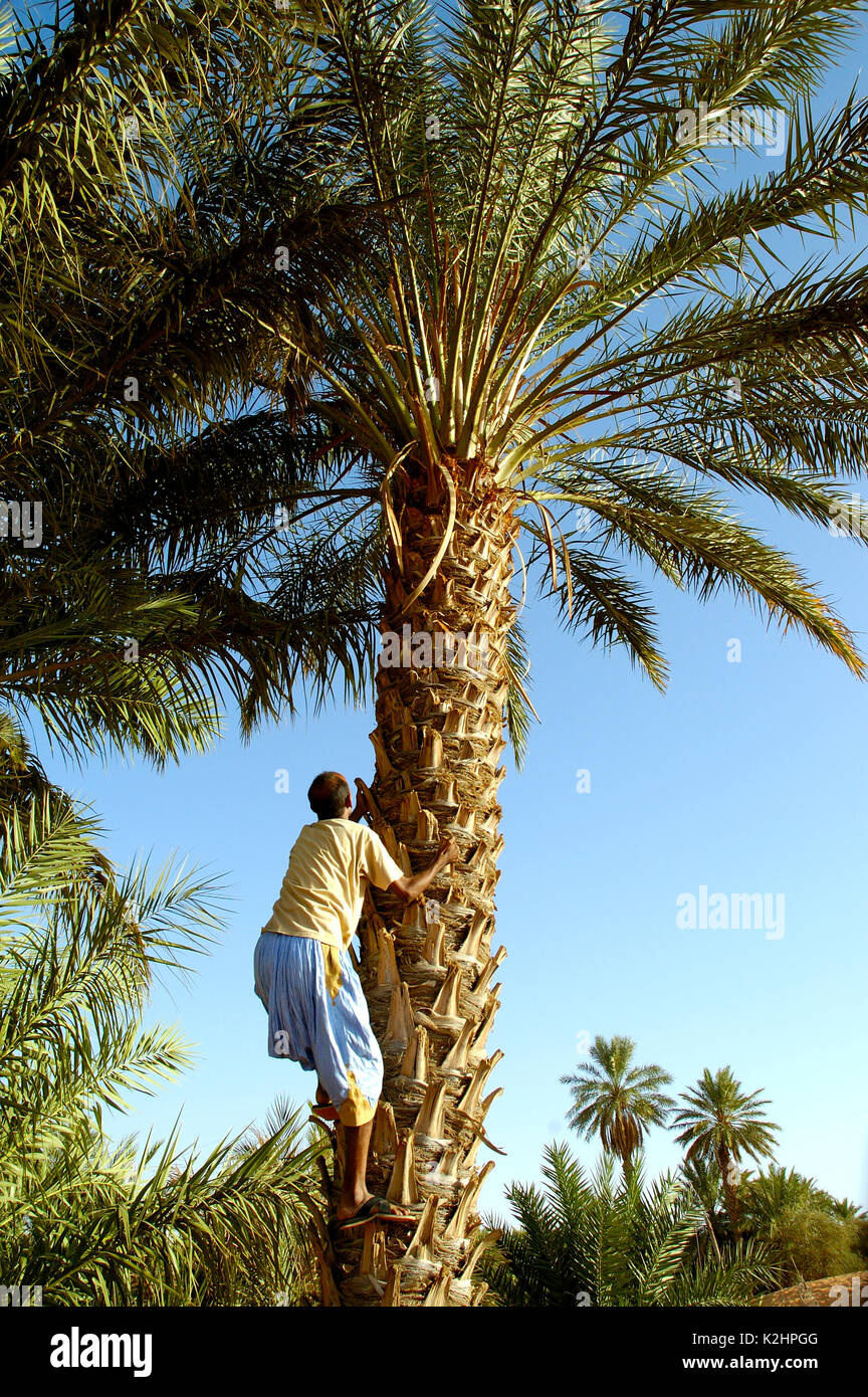 Uomo di arrampicarsi su un albero di palma in Chinguetti. La Mauritania Foto Stock
