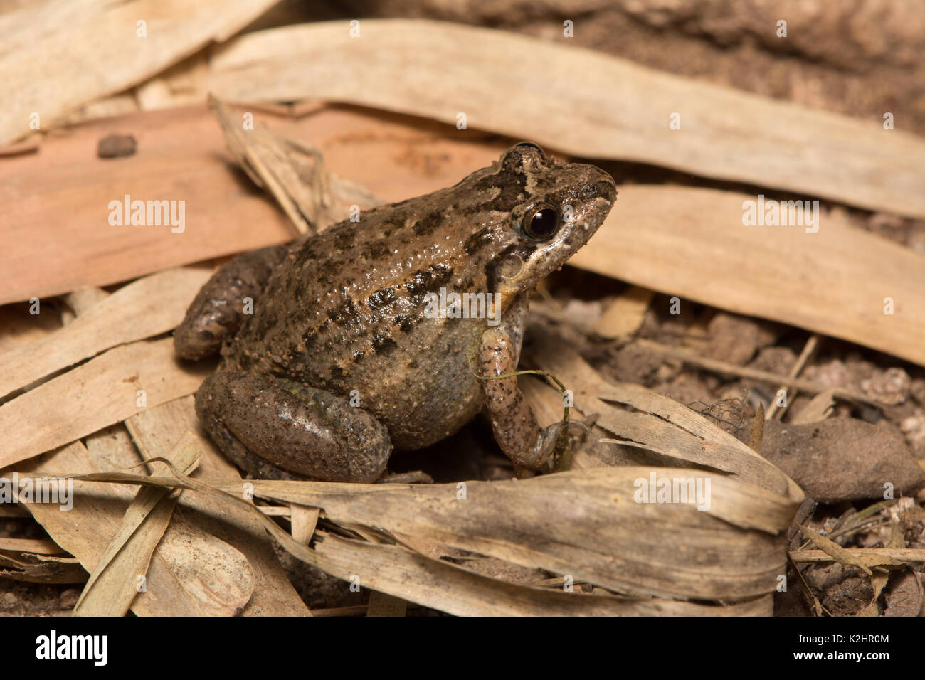 Sabinal Frog (Leptodactylus melanonotus) da Sonora, México. Foto Stock