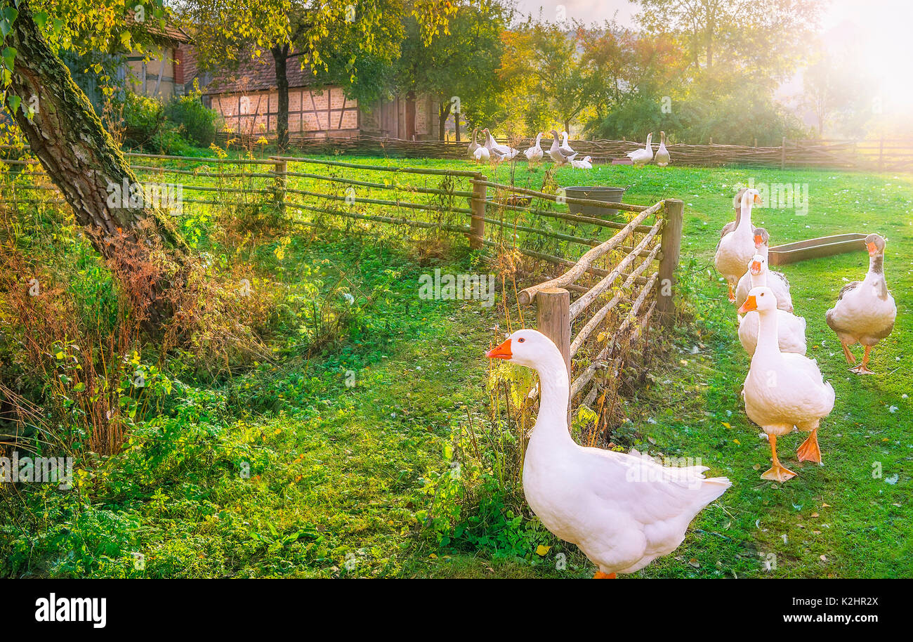 Paesaggio agreste che illustra il fascino della vita di campagna, con un branco di oche bianco proveniente del cantiere, in una singola riga. Foto Stock