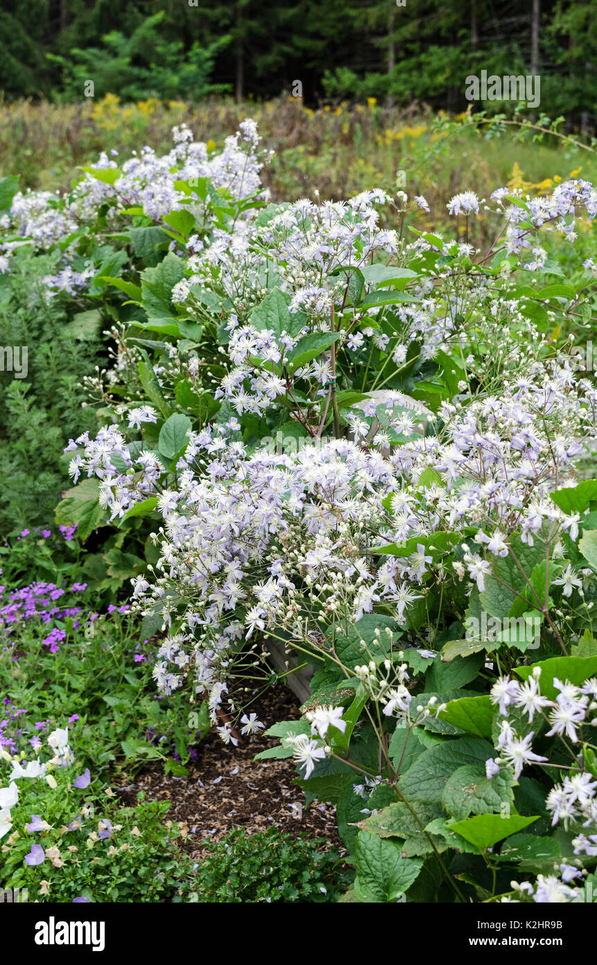 Specie-tipo Clematis (probabilmente Clematis heracleifolia) Foto Stock