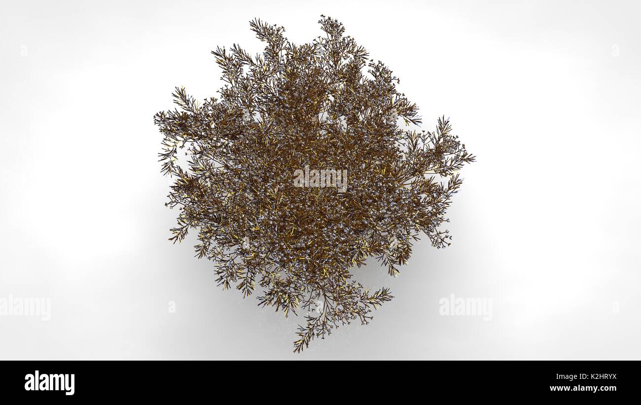 3D rendering di una riflessione astratta golden tree su sfondo bianco Foto Stock