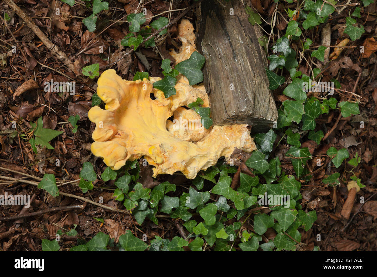 Cervello giallo fungo Tremella mesenterica (nomi comuni includono il giallo del cervello, golden jelly fungo, giallo trembler e streghe" il burro, il vecchio esempio Foto Stock