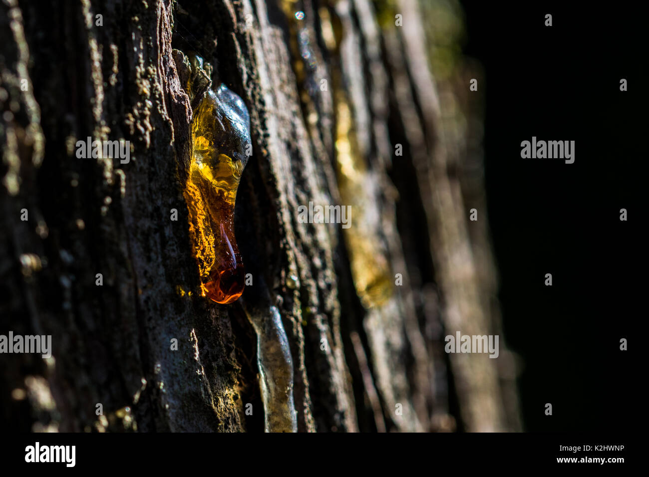 La linfa degli alberi che colava di un tronco, con retro illuminazione luce l'arancio caduta di SAP. Foto Stock