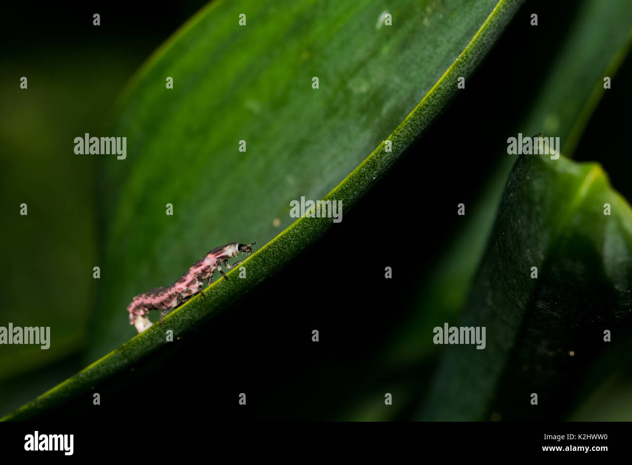 Una rosa e nero Glow Worm larva lottando per salire la foglia di una pianta in campagna Maltese, Malta Foto Stock