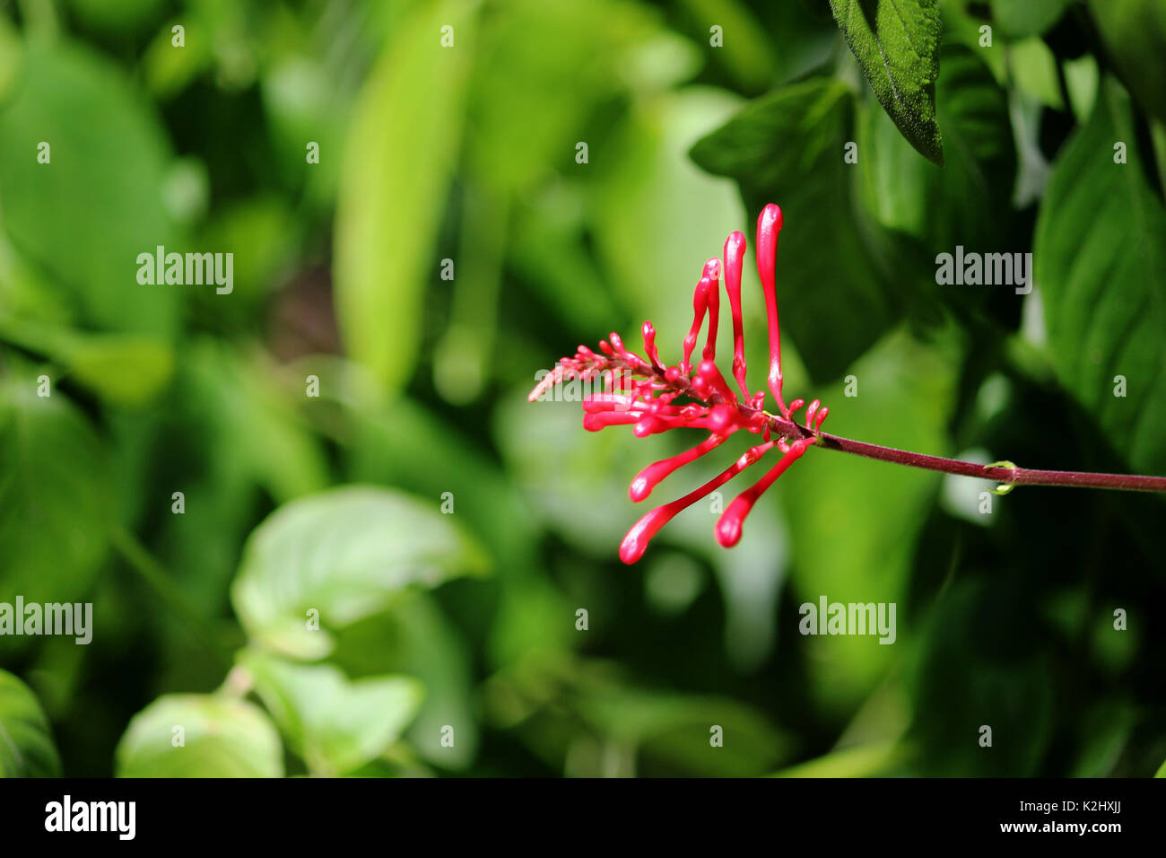 Un impianto di rosso / flower circa a fiorire con una foglia verde dello sfondo. Foto Stock