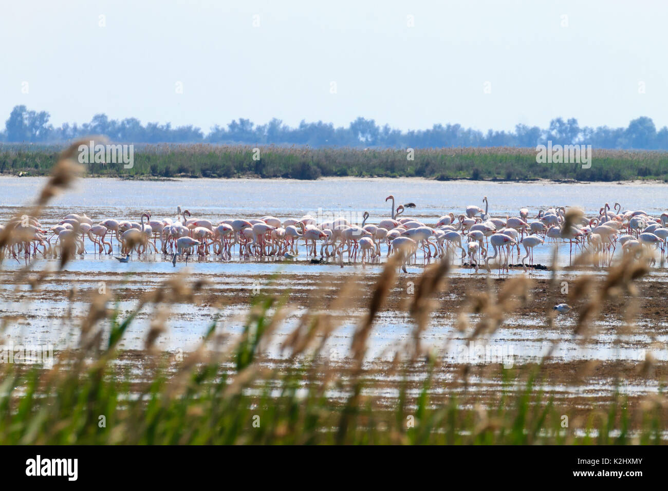Stormo di fenicotteri rosa da "delta del po' laguna, Italia. natura panorama Foto Stock