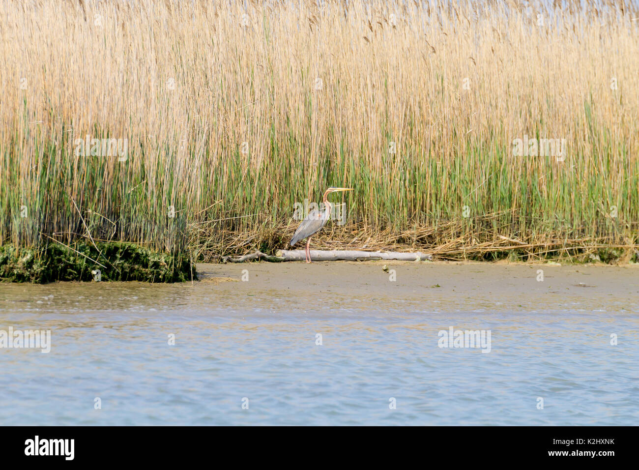 Airone rosso vicino fino dal fiume Po laguna, Italia. Per gli uccelli migratori. Natura italiana Foto Stock