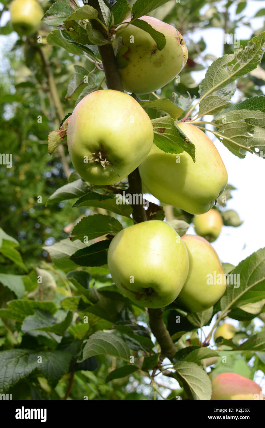 Le mele su un albero. Foto Stock