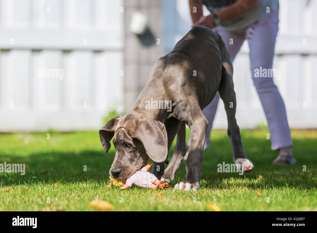 Alano cucciolo gioca con un fantoccio in giardino Foto Stock