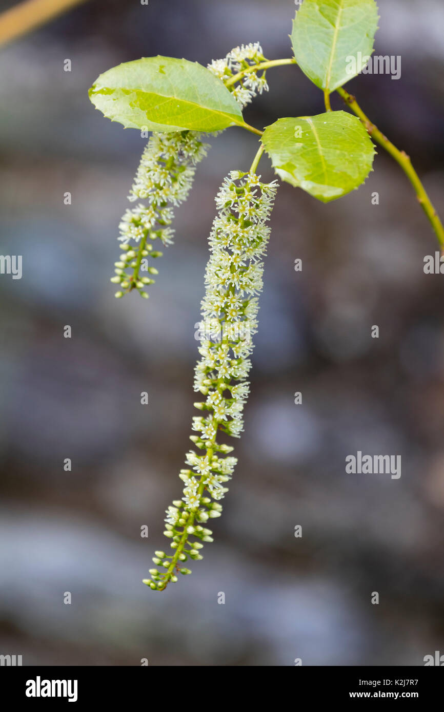 Dondolando racemo con crema e bianco dei fiori di hardy piccolo albero, Itea ilicifolia Foto Stock