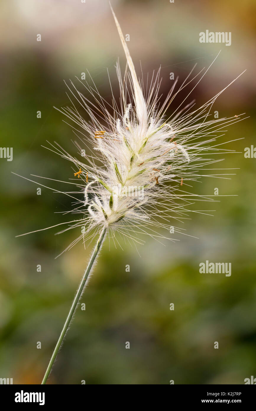 Fiore isolato testa dell'erba ornamentale, Pennisetum villosum Foto Stock