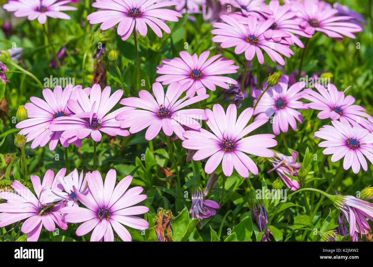 Margherite africane (Osteospermum ecklonis) nella tarda estate nel West Sussex, in Inghilterra, Regno Unito. Rosa margherita africana. Foto Stock