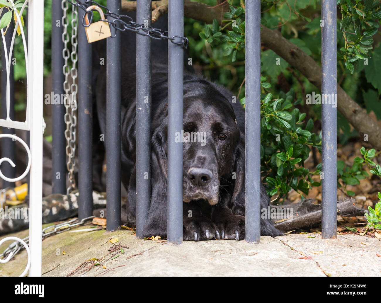 Cane triste guardando fuori da dietro una recinzione in un giardino sul davanti. Foto Stock