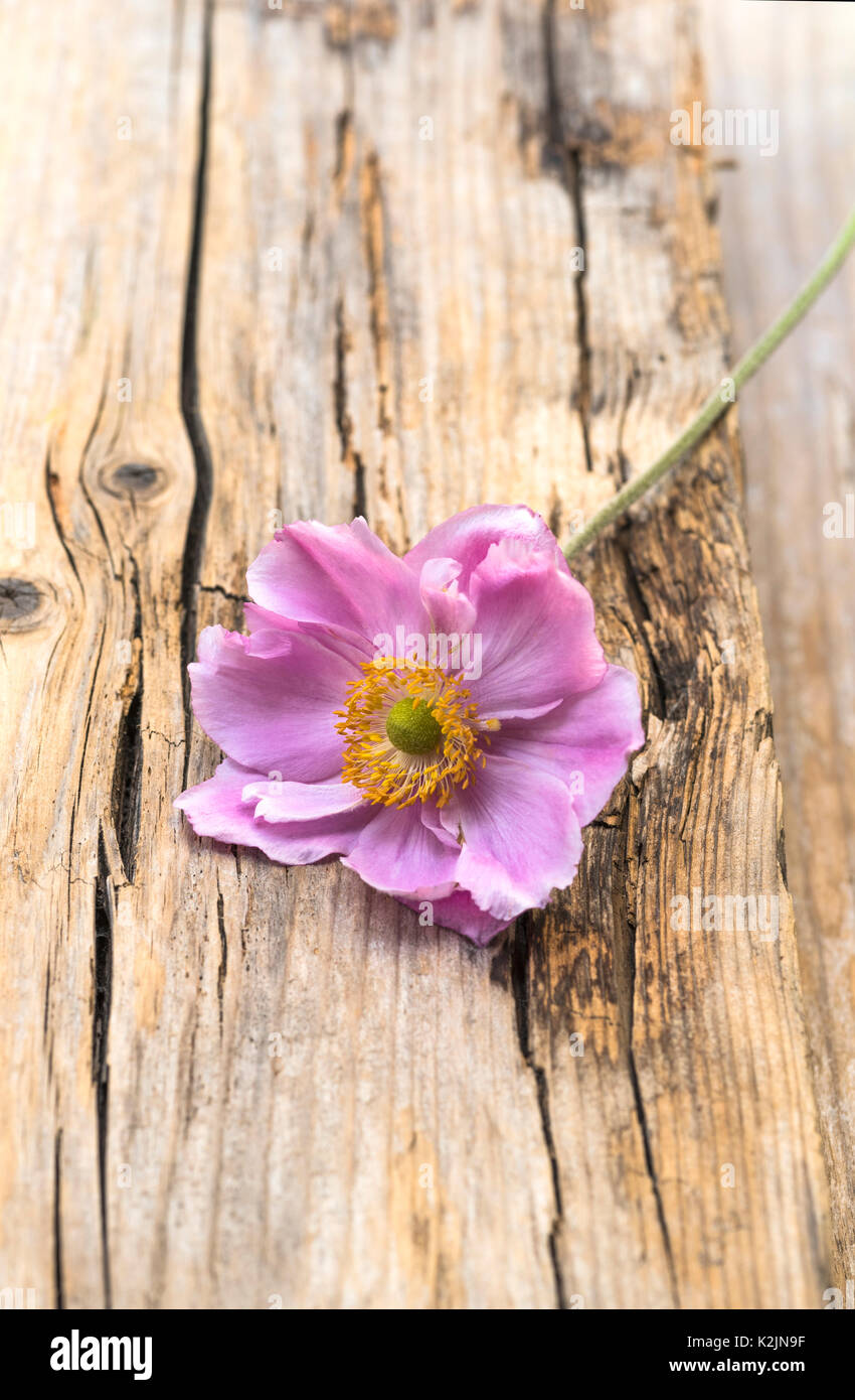 Fiore di Anemone hybrida Königin Charlotte, posa su alcuni legno invecchiato. Foto Stock