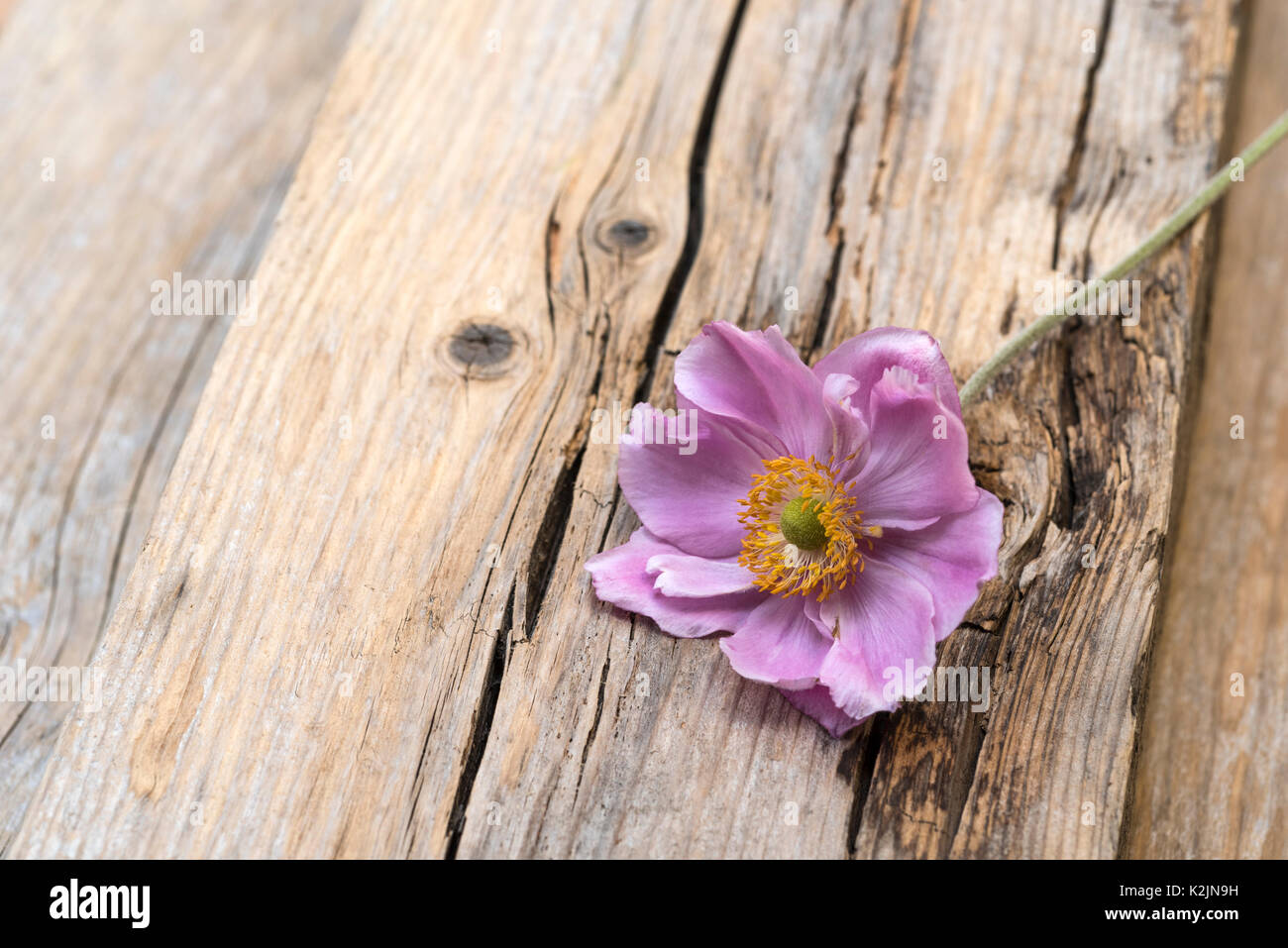Fiore di Anemone hybrida Königin Charlotte, posa su alcuni legno invecchiato. Foto Stock