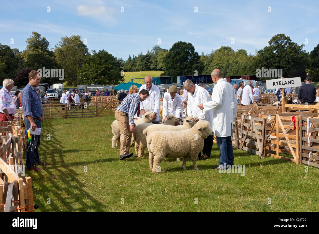 Gli allevatori con i loro animali Ryeland pecore vengono giudicati al Ripley Show in estate North Yorkshire Inghilterra Regno Unito Gran Bretagna Foto Stock